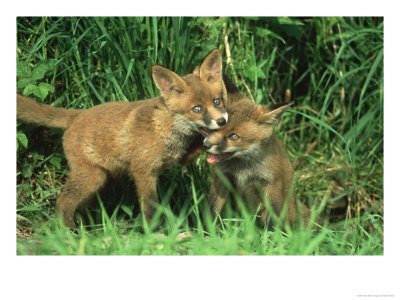 Red Fox, Playing Derbyshire, Uk by Mark Hamblin Pricing Limited Edition Print image