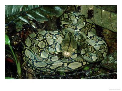 Reticulated Python, Python Reticulatus by Alastair Shay Pricing Limited Edition Print image