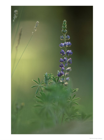 Lupine, Flower, Arizona, Usa by Olaf Broders Pricing Limited Edition Print image