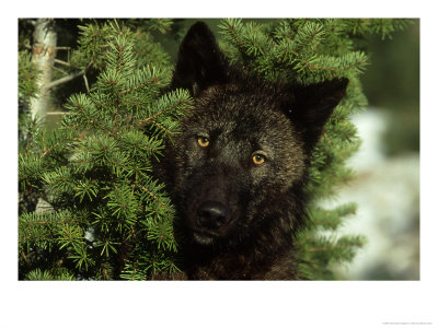 Grey Wolf, Black Colour Phase, Montana by Alan And Sandy Carey Pricing Limited Edition Print image
