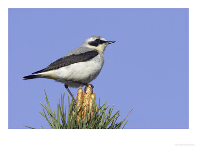 Wheatear, Male Perched On Young Pine Tree, Scotland by Mark Hamblin Pricing Limited Edition Print image