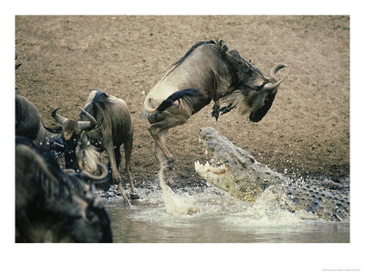 Nile Crocodile, Attacks Wildebeest, Serengeti, Tz by Deeble & Stone Pricing Limited Edition Print image