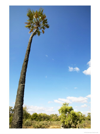 Lala Palm, Northern Tuli Game Reserve, Botswana by Roger De La Harpe Pricing Limited Edition Print image