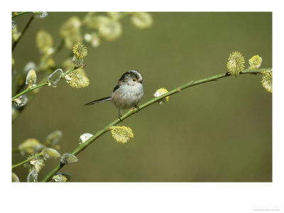 Long-Tailed Tit, Aegithalos Caudatus, Yorkshire, Uk by Mark Hamblin Pricing Limited Edition Print image