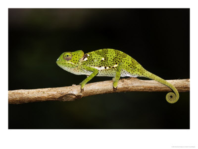 Flap-Necked Chameleon, Jozani Forest, Zanzibar by Ariadne Van Zandbergen Pricing Limited Edition Print image
