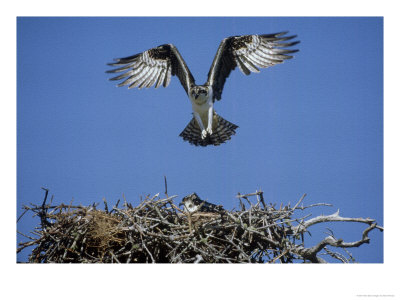 Osprey, Nestlings First Flight, Florida by Brian Kenney Pricing Limited Edition Print image