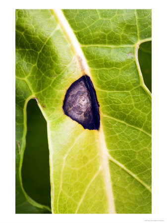 Leaf Spot On Fatsia Japonica by Geoff Kidd Pricing Limited Edition Print image