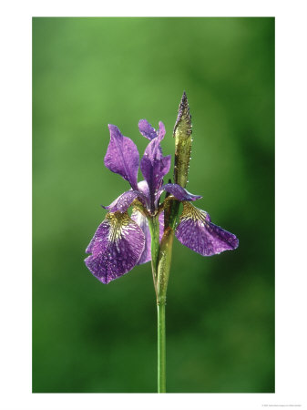 Iris, Close Up Of Flower Head, Uk by Mark Hamblin Pricing Limited Edition Print image