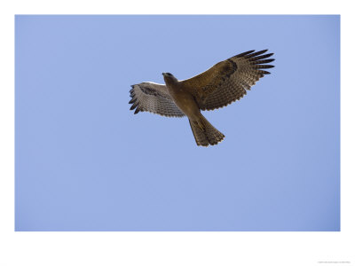 Crested Serpent Eagle, Eagle In Flight Against Blue Sky, Madhya Pradesh, India by Elliott Neep Pricing Limited Edition Print image