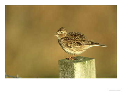 Skylark, Alauda Arvensis Singing From Fence Post South Uist, Scotland by Mark Hamblin Pricing Limited Edition Print image
