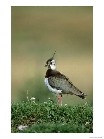 Lapwing, Adult On Grassy Ridge Scotland, Uk, July by Mark Hamblin Pricing Limited Edition Print image