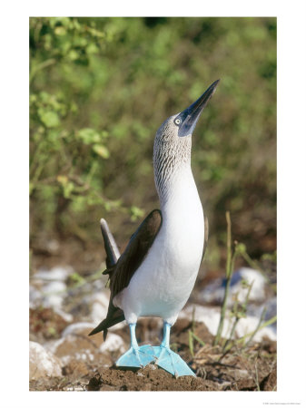 Blue Footed Booby, Male, Galapagos by Mark Jones Pricing Limited Edition Print image