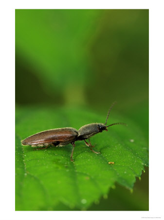 Click Beetle On Bramble Leaf, London, Uk by Elliott Neep Pricing Limited Edition Print image
