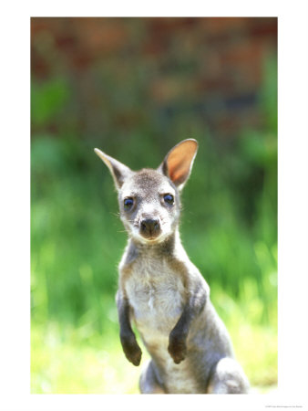 Red-Necked Wallaby, Young, Uk by Les Stocker Pricing Limited Edition Print image