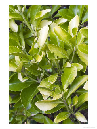 Chlorosis Symptoms In Japanese Spindle, Euonymus Japonicus by Geoff Kidd Pricing Limited Edition Print image