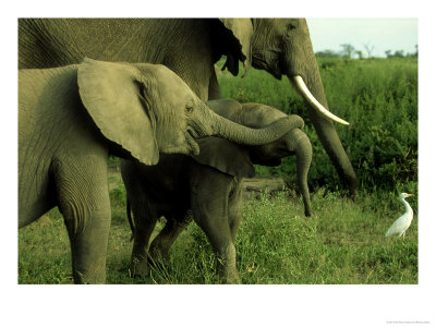 Elephants, Calves Playing, Kenya by Martyn Colbeck Pricing Limited Edition Print image