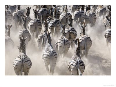 Burchells Zebra, Group Running In Dust, Botswana by Mike Powles Pricing Limited Edition Print image