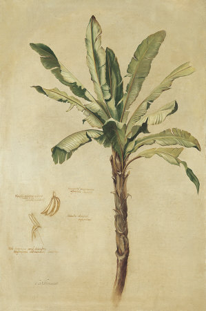 Tropical Banana Palm by Fabrice De Villeneuve Pricing Limited Edition Print image