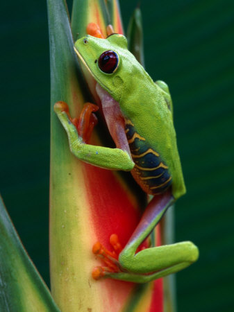 Red-Eyed Tree Frog (Agalychnis Callidryas), Costa Rica by Alfredo Maiquez Pricing Limited Edition Print image