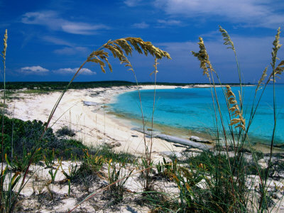 Beach View Through Native Grasses, Conception Island, San Salvador & Rum Cay, Bahamas by Greg Johnston Pricing Limited Edition Print image