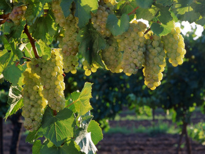 Detail Of Chardonnay Grape On The Vine, Hunter Valley, New South Wales, Australia by Oliver Strewe Pricing Limited Edition Print image