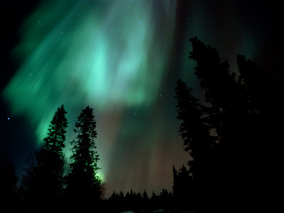 Aurora Borealis (Northern Lights) In Forest, Kuusamo, Finland by David Tipling Pricing Limited Edition Print image