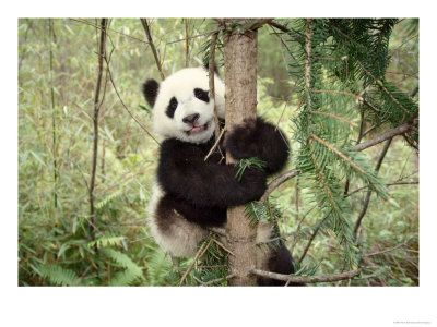 Panda Cub Playing On Tree, Wolong, Sichuan, China by Keren Su Pricing Limited Edition Print image