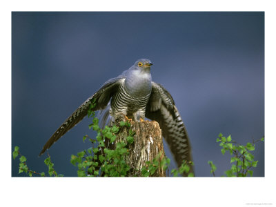 Cuckoo, Wings Outstretched, Scotland by Mark Hamblin Pricing Limited Edition Print image