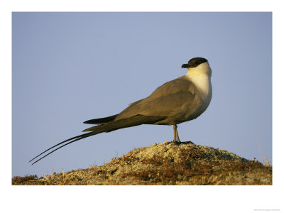 Long-Tailed Skua, Adult Standing, Sweden by Mark Hamblin Pricing Limited Edition Print image
