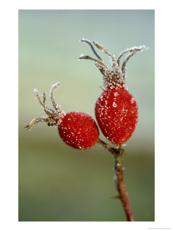 Dog Rose Hips, Rosa Canina, Coated In Frost, November Highlands, Scotland by Mark Hamblin Pricing Limited Edition Print image