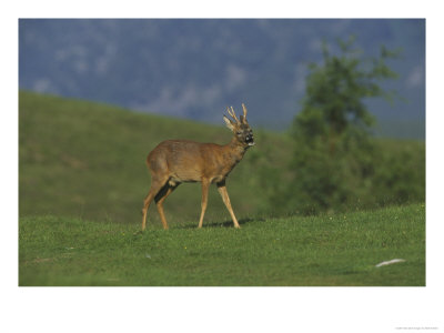 Roe Deer Calling On Open Hillside, Speyside by Mark Hamblin Pricing Limited Edition Print image