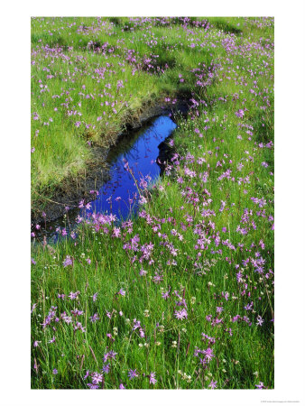 Ragged-Robin by Mark Hamblin Pricing Limited Edition Print image