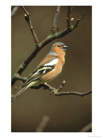 Chaffinch, Fringilla Coelebs Male Singing From Small Branch, S. Yorks by Mark Hamblin Pricing Limited Edition Print image