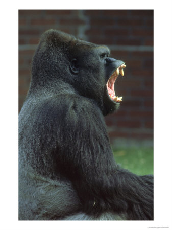 Lowland Gorilla Male Yawning, Showing Teeth by Mark Hamblin Pricing Limited Edition Print image