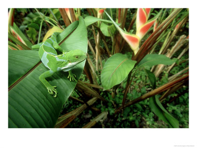 Fiji Banded Iguana, South Pacific by Patricio Robles Gil Pricing Limited Edition Print image