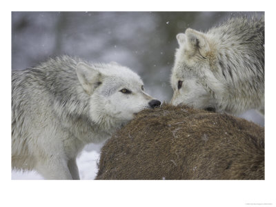 Wolf, Pair Feeding On Red Deer Carcass, Scotland by Mark Hamblin Pricing Limited Edition Print image