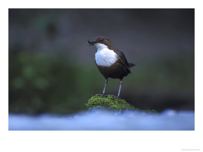 Dipper, Adult Perched On Rock, Uk by Mark Hamblin Pricing Limited Edition Print image
