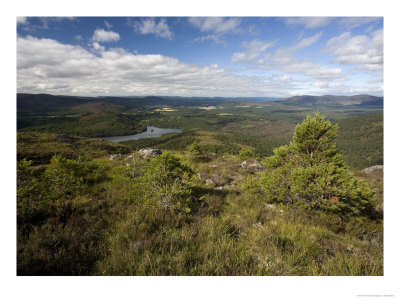 Ancient Dwarfed Scots Pines At Their Natural Tree-Line At 650 M, Cairngorms, Scotland by Bob Gibbons Pricing Limited Edition Print image