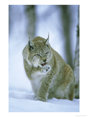 European Lynx, Female Grooming Foot, Norway by Mark Hamblin Pricing Limited Edition Print image
