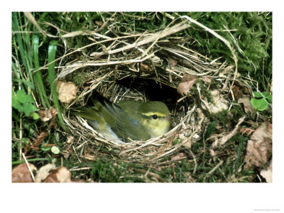 Wood Warbler, Phylloscopus Sibilatrix Brooding Chicks by Mark Hamblin Pricing Limited Edition Print image