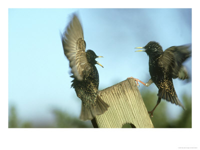 Starling, Sturnus Vulgaris, Two Birds Flying, S. Yorks by Mark Hamblin Pricing Limited Edition Print image