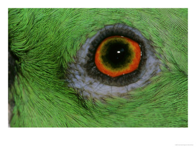 Yellow-Fronted Amazon, Amazona Ochrocephala, Detail Of Animals Eye by Brian Kenney Pricing Limited Edition Print image