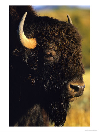 Bison Bull Portrait by Chuck Haney Pricing Limited Edition Print image