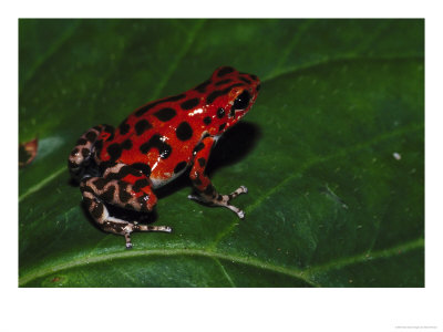 Strawberry Poison Arrow Frog by Brian Kenney Pricing Limited Edition Print image