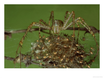 Green Lynx Spider, Guarding Nursery, Usa by Brian Kenney Pricing Limited Edition Print image