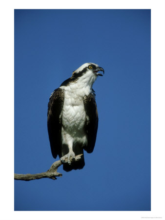 Osprey, Male Calling, Florida by Brian Kenney Pricing Limited Edition Print image