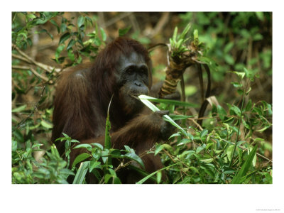 Orangutan, Eating, Borneo by Mike Hill Pricing Limited Edition Print image