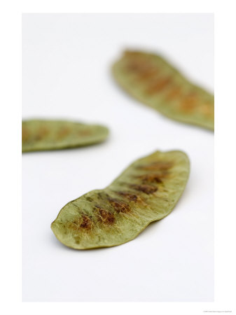 Senna Pods, Senna Alexandrina by Geoff Kidd Pricing Limited Edition Print image