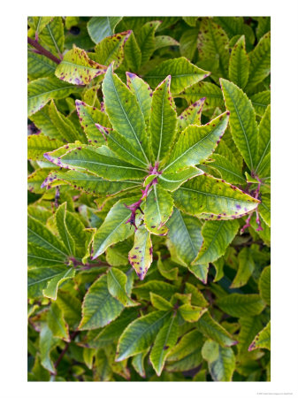 Chlorosis On Arbutus Unedo by Geoff Kidd Pricing Limited Edition Print image
