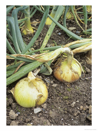 Onions, Buffalo Variety by Geoff Kidd Pricing Limited Edition Print image